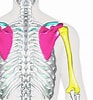 肩の骨 に対する画像結果.サイズ: 93 x 100。ソース: anatomy1.net