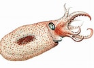 Image result for "japetella Diaphana". Size: 138 x 100. Source: creazilla.com