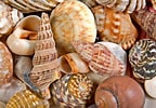 Image result for Seashells. Size: 144 x 100. Source: www.myfreetextures.com