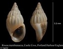 Image result for "rissoa Membranacea". Size: 128 x 100. Source: www.marinespecies.org