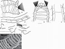 Image result for Anobothrus gracilis. Size: 134 x 100. Source: www.researchgate.net