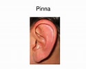 Image result for Pinna. Size: 125 x 100. Source: www.slideserve.com