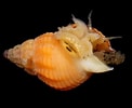 Image result for "nassarius Incrassatus". Size: 122 x 100. Source: www.aphotomarine.com