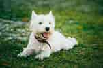 Billedresultat for West Highland White Terrier Adult. størrelse: 151 x 100. Kilde: fishsubsidy.org