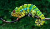Résultat d’image pour caméléon couleur. Taille: 171 x 100. Source: www.color-meanings.com