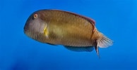 Image result for "xyrichthys Novacula". Size: 194 x 100. Source: www.peces.info