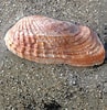 Afbeeldingsresultaten voor "petricola Pholadiformis". Grootte: 97 x 100. Bron: www.beachexplorer.org