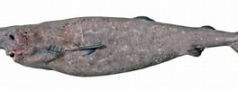 Image result for "linuparus Somniosus". Size: 264 x 86. Source: fishesofaustralia.net.au