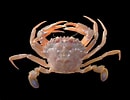 Image result for "liocarcinus Depurator". Size: 130 x 100. Source: id.pinterest.com