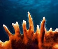 Image result for Fire Coral Species. Size: 117 x 100. Source: www.flickr.com