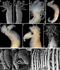 Afbeeldingsresultaten voor "trichobranchus Glacialis". Grootte: 86 x 100. Bron: www.researchgate.net