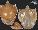 Image result for "cavolinia tridentata Tridentata". Size: 127 x 100. Source: allspira.com