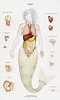 Afbeeldingsresultaten voor Ondina diaphana Anatomie. Grootte: 60 x 100. Bron: www.pinterest.fr