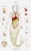Image result for Ondina diaphana Anatomie. Size: 61 x 100. Source: www.pinterest.fr