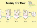 تصویر کا نتیجہ برائے 3rd molar dental pulp Cells. سائز: 129 x 100۔ ماخذ: www.mydentalkey.com