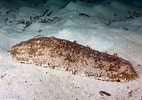 Image result for "astichopus Multifidus". Size: 142 x 100. Source: scuba.spanglers.com