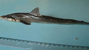 Image result for "rhizoprionodon Lalandii". Size: 178 x 100. Source: shark-references.com