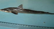 Image result for "rhizoprionodon Lalandii". Size: 186 x 100. Source: shark-references.com