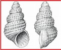 Afbeeldingsresultaten voor Alvania jeffreysi Anatomie. Grootte: 121 x 100. Bron: www.biolib.cz