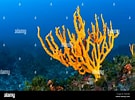 Image result for "axinella Verrucosa". Size: 135 x 100. Source: www.alamy.es