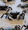 Image result for Mud Crab Farming in Philippines. Size: 92 x 100. Source: www.asiafarming.com
