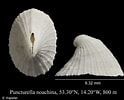 Image result for "puncturella Noachina". Size: 124 x 100. Source: www.marinespecies.org