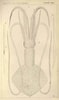 Image result for Mastigoteuthis Anatomie. Size: 59 x 100. Source: animalia.bio
