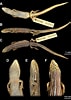 Image result for "thaumastocheles Japonicus". Size: 71 x 100. Source: novataxa.blogspot.com