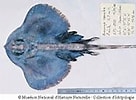 Image result for Neoraja caerulea Geslacht. Size: 136 x 100. Source: www.fishbase.se