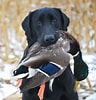 Bilderesultat for Jakt Labrador retriever. Størrelse: 96 x 100. Kilde: www.pinterest.com