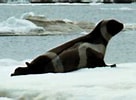 Image result for "phoca Fasciata". Size: 136 x 100. Source: www.pinnipeds.org