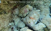 Image result for "lipophrys Nigriceps". Size: 166 x 100. Source: www.youtube.com