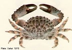 Image result for "phymodius Ungulatus". Size: 144 x 100. Source: cookislands.bishopmuseum.org