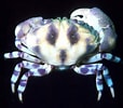 Image result for "lydia Annulipes". Size: 114 x 100. Source: www.floridamuseum.ufl.edu