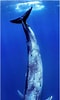 Image result for Balaenoptera. Size: 60 x 100. Source: www.si.edu