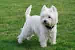 Billedresultat for West Highland White Terrier Adult. størrelse: 150 x 100. Kilde: www.zooplus.be