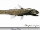 Image result for "notoscopelus Elongatus". Size: 133 x 100. Source: www.colapisci.it