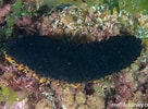 Image result for "holothuria Nobilis". Size: 136 x 100. Source: reeflifesurvey.com