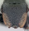Image result for "cephalobrachia Bonnevie". Size: 93 x 100. Source: antwiki.org