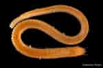 Image result for "sthenelais Boa". Size: 150 x 100. Source: enciclovida.mx