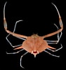 Image result for "arcania Gracilis". Size: 94 x 100. Source: twitter.com