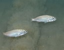 Image result for "pagellus Acarne". Size: 129 x 100. Source: marinespecies.org