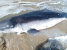 Image result for Pygmy sperm Whale. Size: 132 x 100. Source: www.chron.com