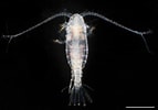 Afbeeldingsresultaten voor "paracalanus Aculeatus". Grootte: 143 x 100. Bron: plankton.image.coocan.jp