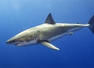Billedresultat for Witte haai Ondersoorten. størrelse: 138 x 100. Kilde: www.natgeojunior.nl