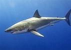 Image result for Witte haai leefgebied. Size: 142 x 100. Source: www.natgeojunior.nl