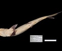Image result for "carcharhinus Hemiodon". Size: 122 x 100. Source: www.gbif.org