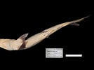 Image result for "carcharhinus Hemiodon". Size: 134 x 100. Source: www.gbif.org