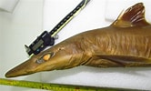 Image result for "squalus Melanurus". Size: 166 x 100. Source: shark-references.com