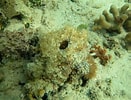 Image result for Ancorinidae. Size: 131 x 100. Source: www.fishbiosystem.ru